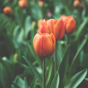 gallery201606280032