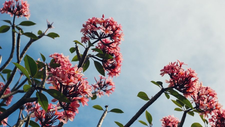 sky-rose
