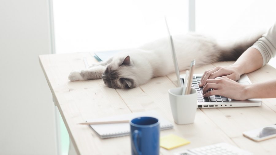 sleepy-cat-on-a-desktop-P4C6THM