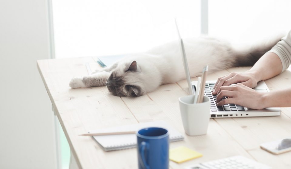 sleepy-cat-on-a-desktop-P4C6THM