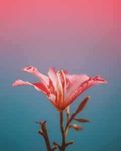 saffu-482452-unsplash