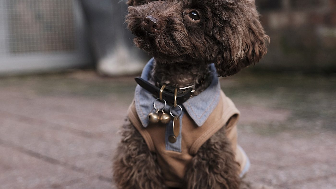 the-poodle-gang-369918-unsplash