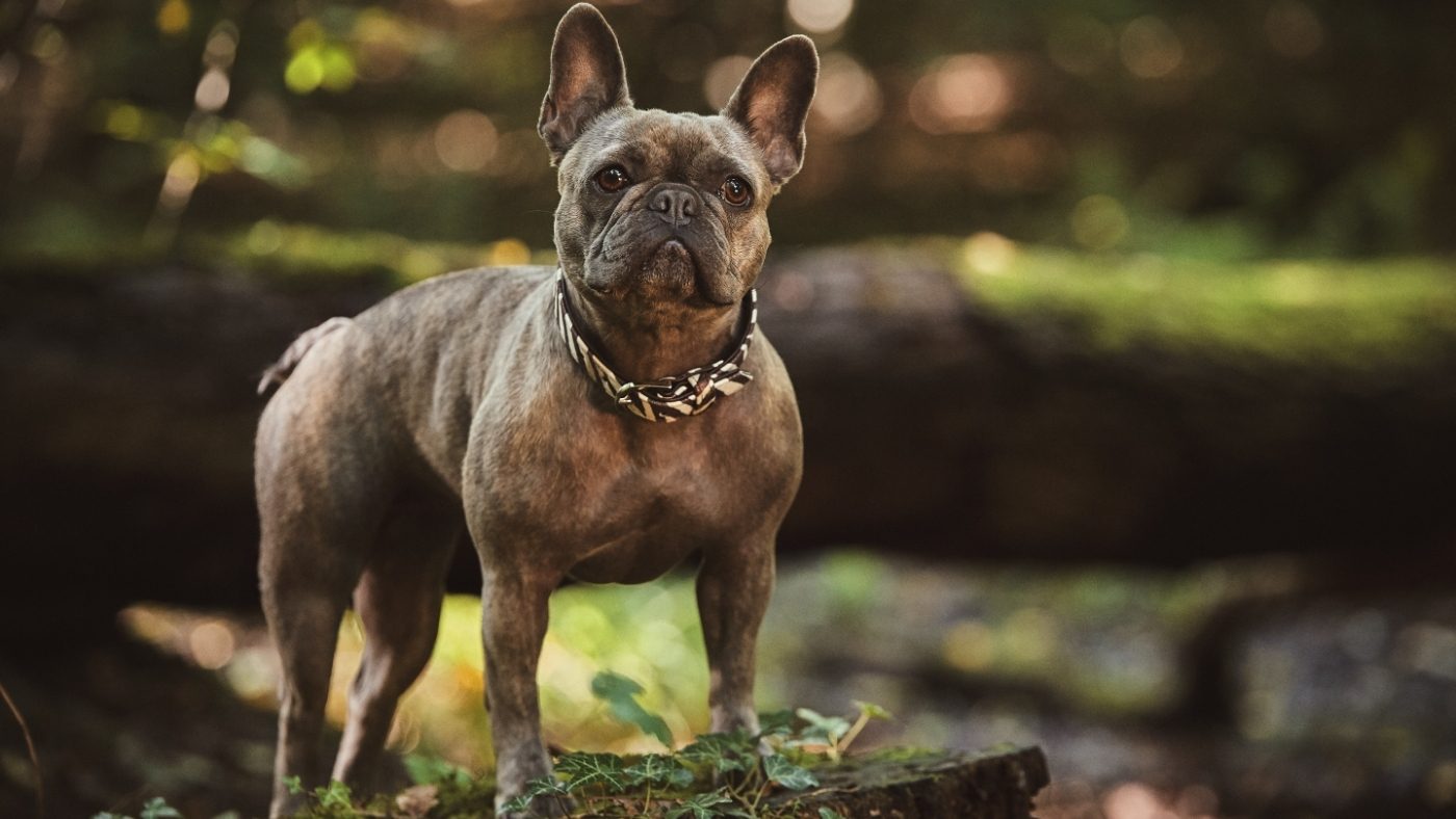 andreas-fidler-393653-unsplash