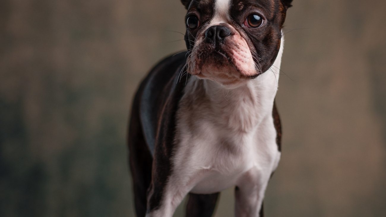 janko-ferlic-1187845-unsplash