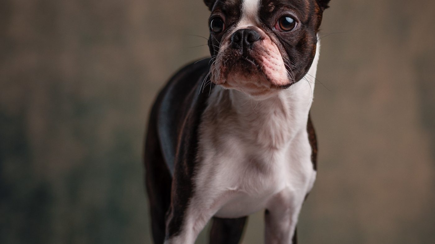 janko-ferlic-1187845-unsplash