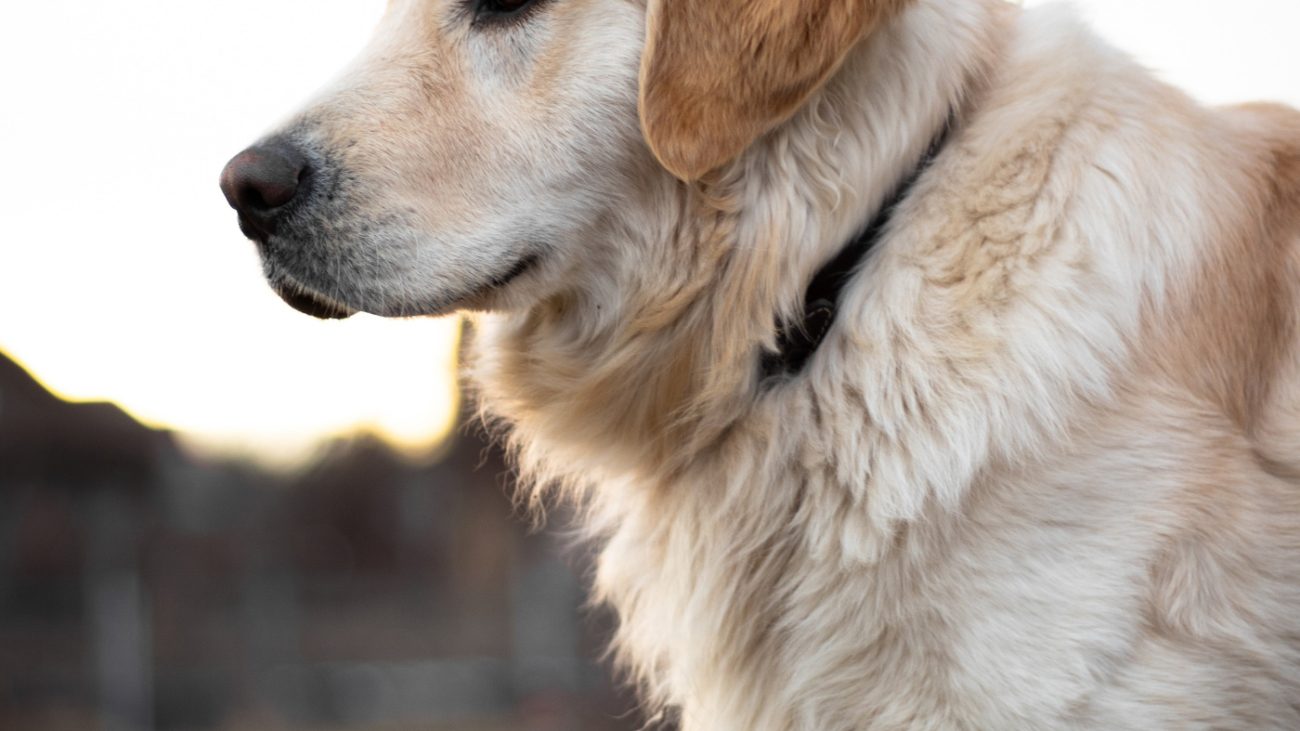 thomas-tokos-1275116-unsplash