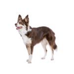 dog-6SEQH8Z