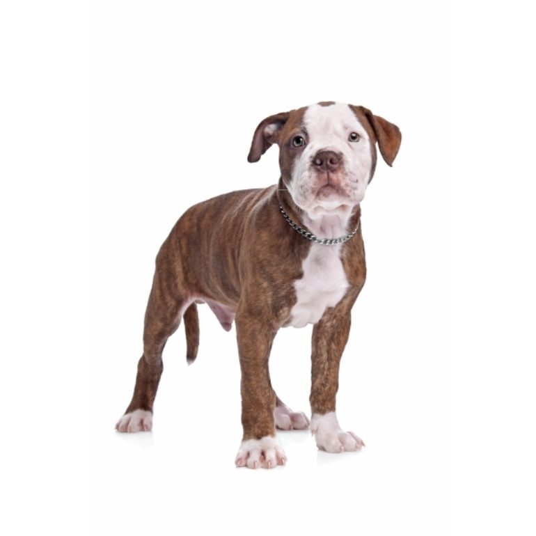 dog-PGPCKPK