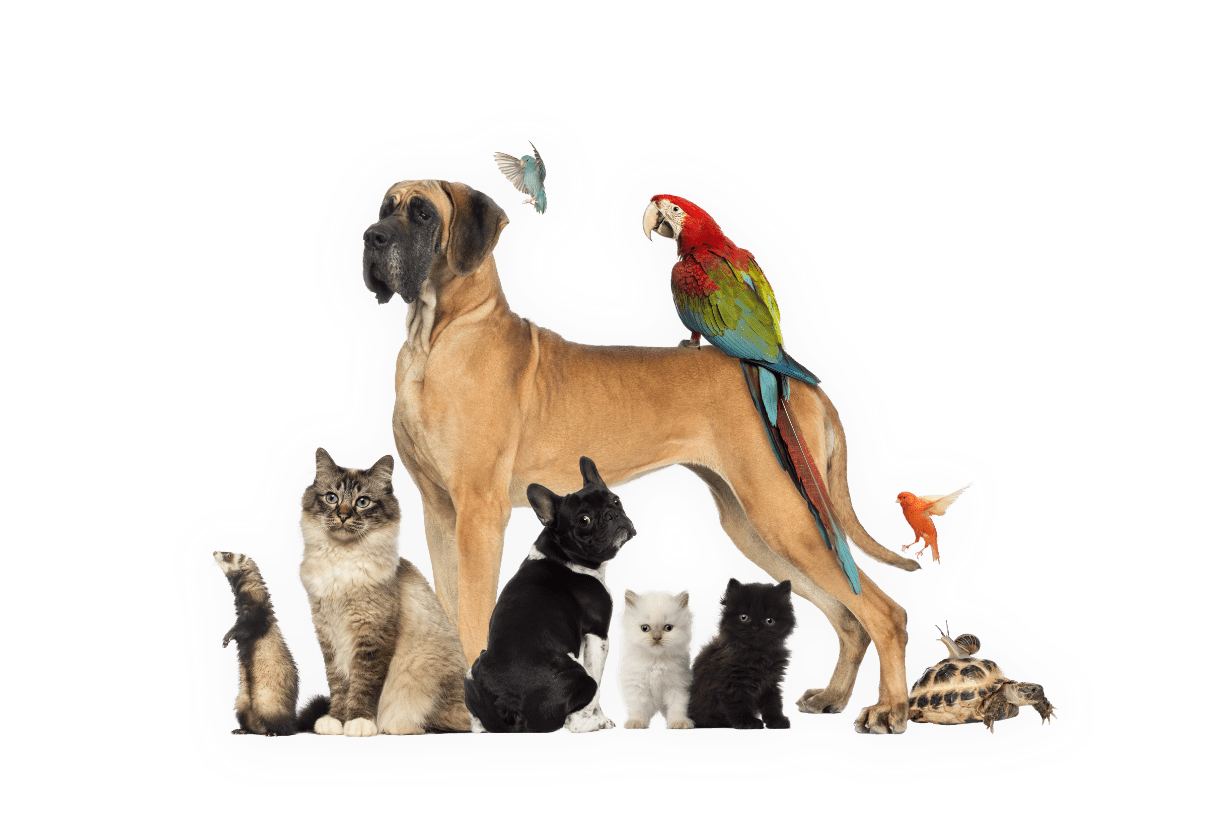 group-of-pets-dog-cat-bird-reptile-rabbit-PVJ6BHU