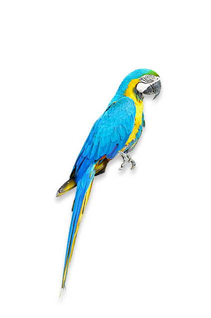 macaw