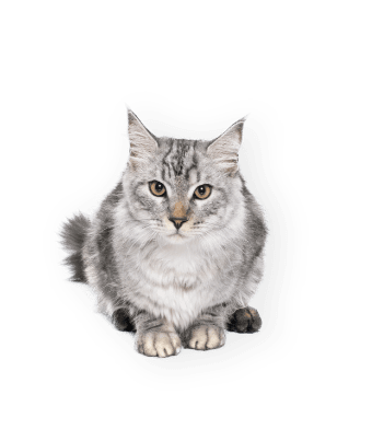 maine-coon-cat-BZGKM7D