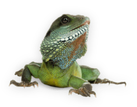 reptile