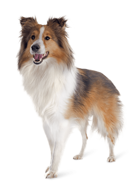 shetland-dog-P3DC5W5