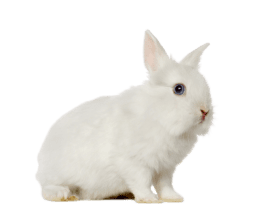 smallpets