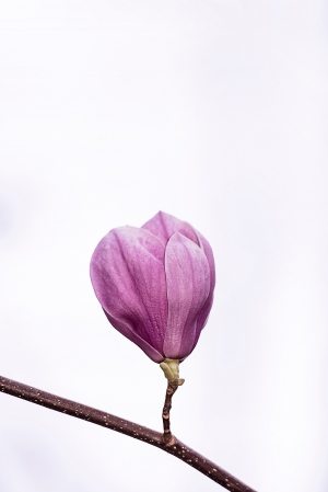 erda-estremera-572432-unsplash