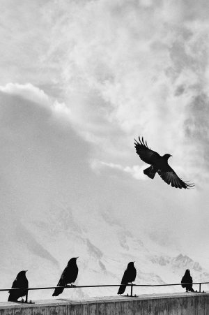 samuel-zeller-34761-unsplash