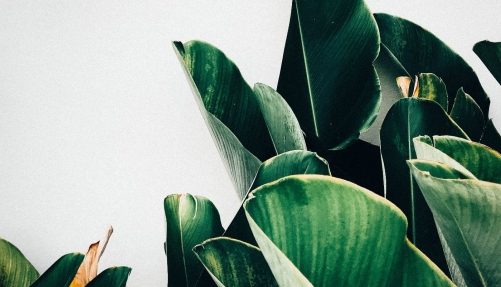 kiki-siepel-787802-unsplash